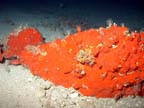 orange encrusting