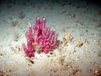 purple softcoral