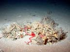 red brittlestar