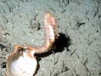 seahorse closeup
