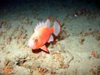 short bigeye