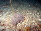 softcoral2