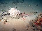 sponge and brittlestar