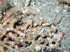 very closeup oculina r0064