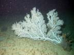 white softcoral