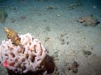 white sponge and shell