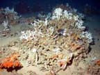 yellowtail reef fish o0071