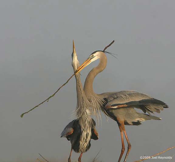 04-Sharing-the-Stick