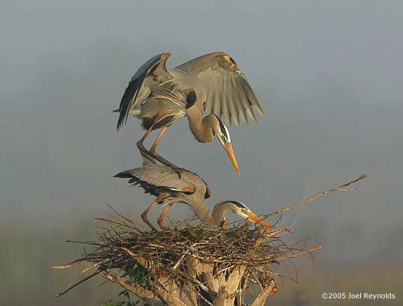 08-Mating