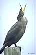 Cormorant