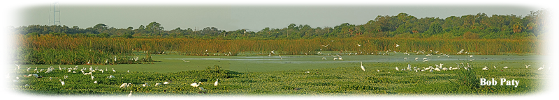 Wetlands panorama