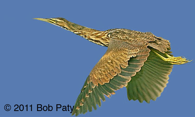 AmericanBittern-2