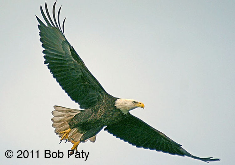 BaldEagle