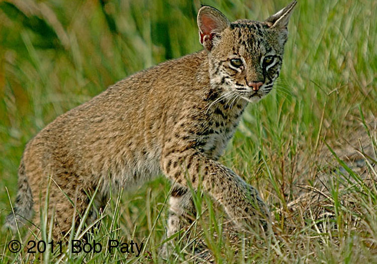 BobcatKitten