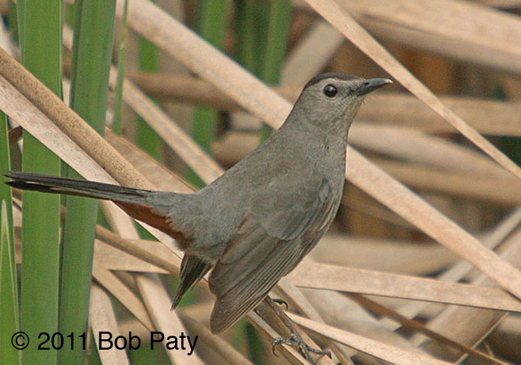 Catbird