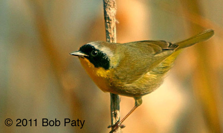 CommonYellowThroat