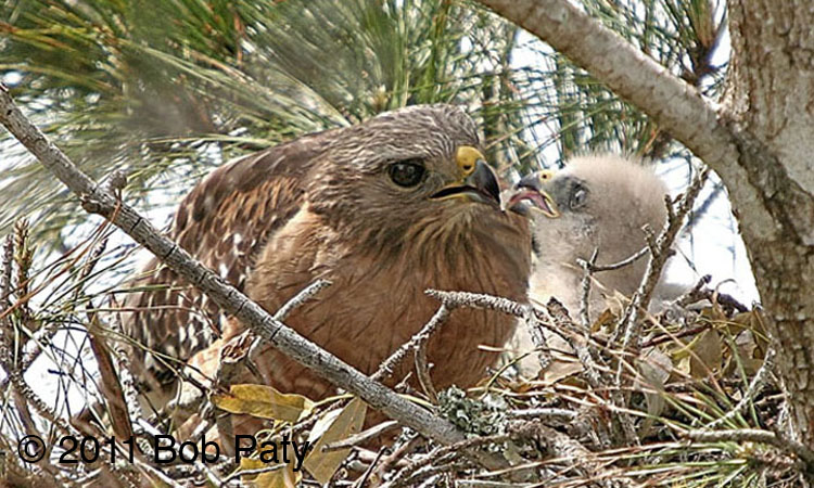 FeedingTime-1