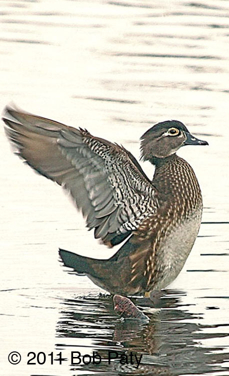 FemaleWoodDuck