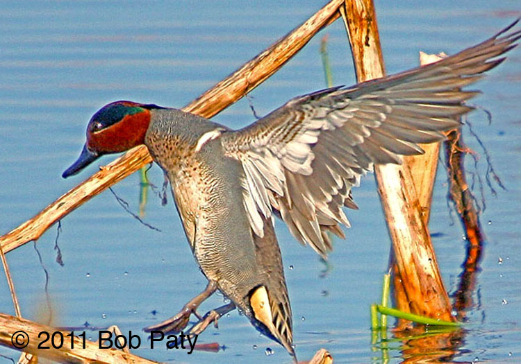 G.W,Teal-2