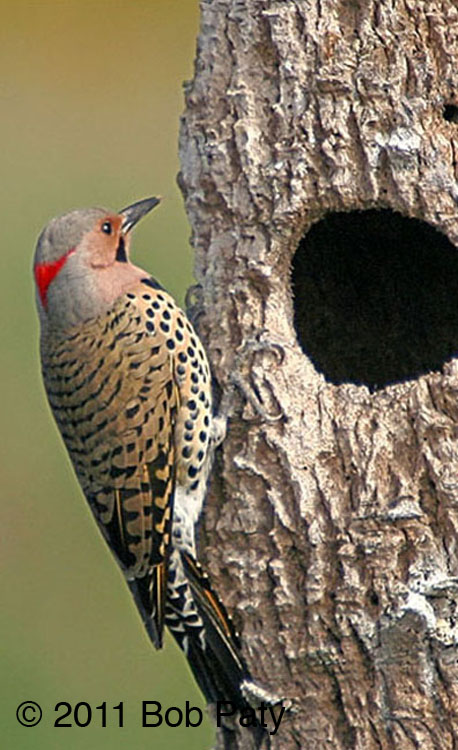 NorthernFlicker