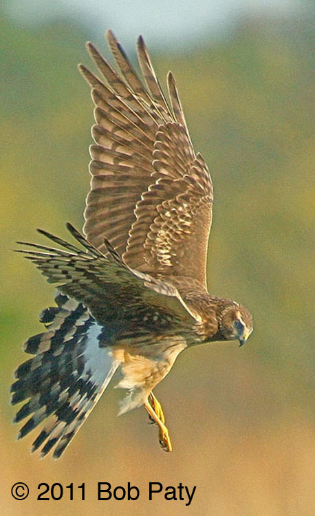NorthernHarrier-2