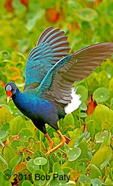 PurpleGallinule-3