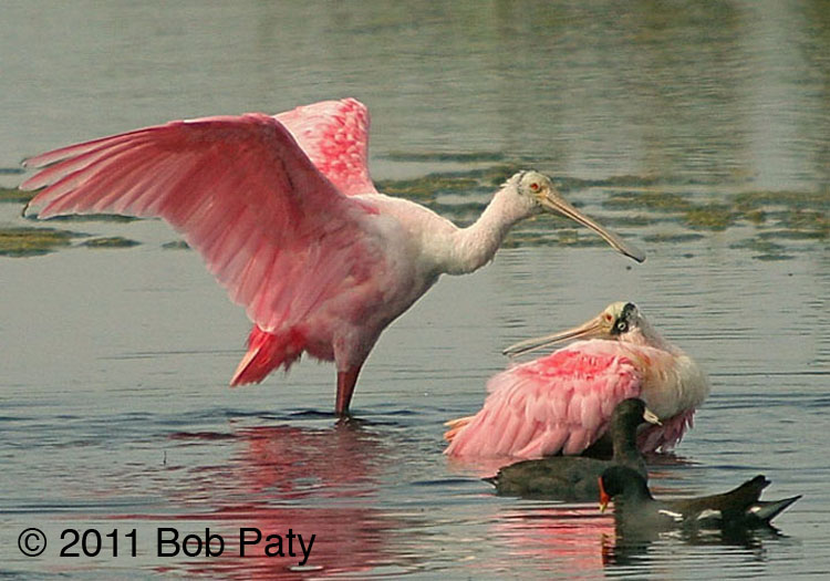 RoseateSpoonbills