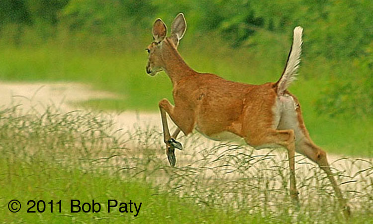 RunAwayDeer