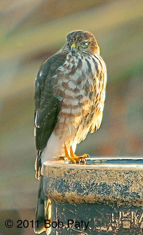 Sharp-shinned Hawk