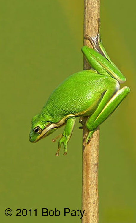 TheTreeFrog