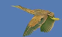 AmericanBittern-2