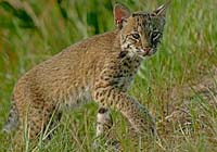 BobcatKitten