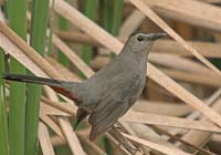 Catbird
