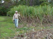 CaneCutting-TruexJoe