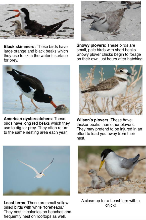 Some of our nesting shorebirds.