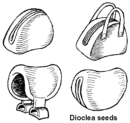 Sea bean - Dioclea