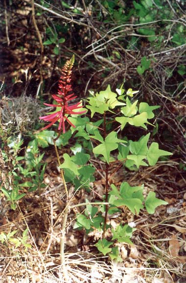 pCoralBeanFlowering
