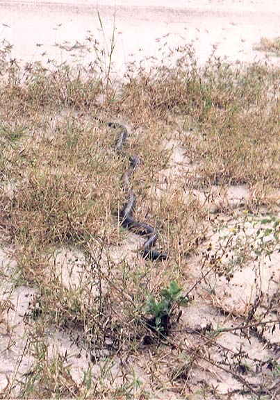 rIndigo