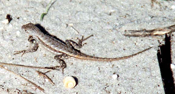 rScrubLizard