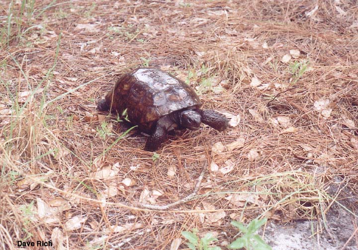 rShinyTortoise