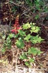 pCoralBeanFlowering