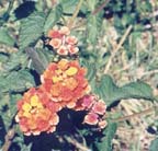 pLantana