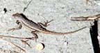 rScrubLizard
