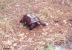 rShinyTortoise