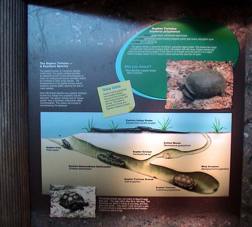 k-gophertortoise