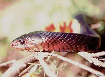 Indigo Snake - from Archie Carr NWF