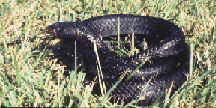 Indigo Snake - coiled