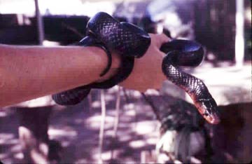 A smaller Eastern Indigo Snake