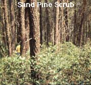 Sand Pine Scrub