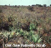 Oak - Saw Palmetto Scrub